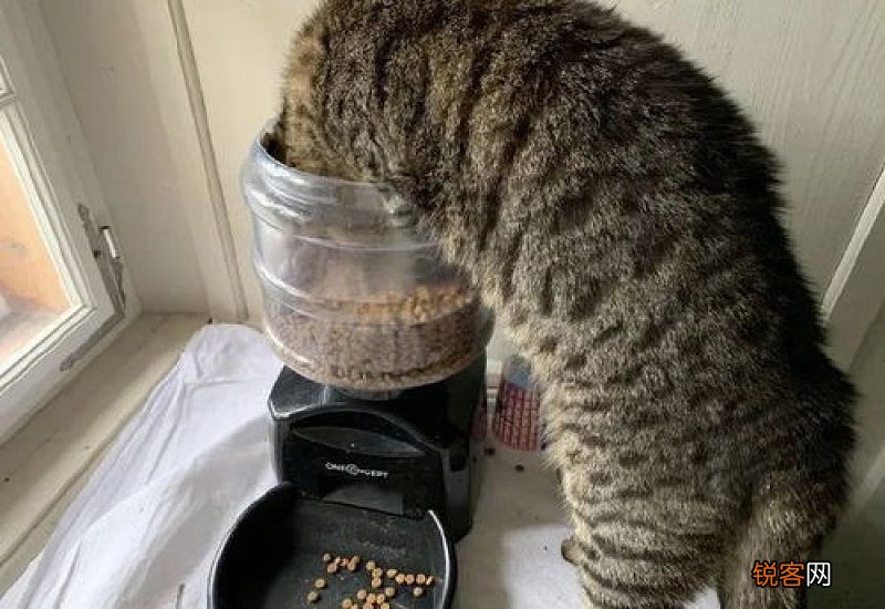 猫不小心喝了茶怎么办