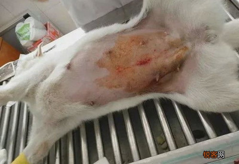 母狗绝育是切除子宫么