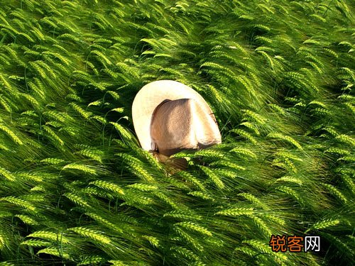 “小满未满”预示丰收的小满节气