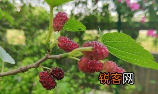 桑梓一般用来借指什么 桑梓有什么含义