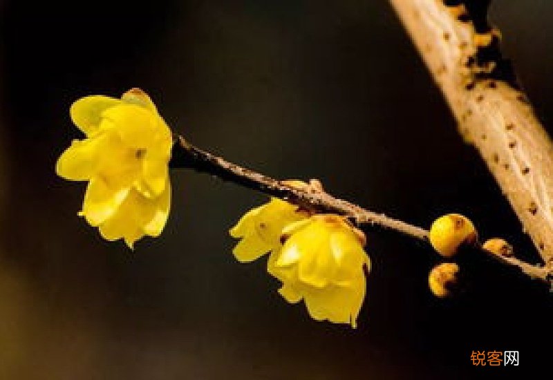 腊梅花种子什么季节种最好?