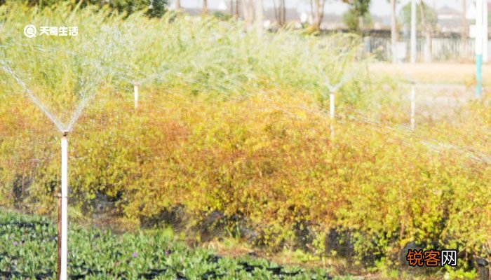 白露节气农作物现象有哪些 白露节气农作物现象