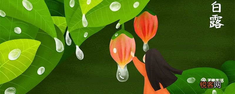 白露前后北方可以种什么菜 白露前后北方种什么菜