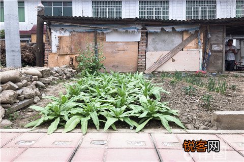 宅基地能作为共同财产分割吗？
