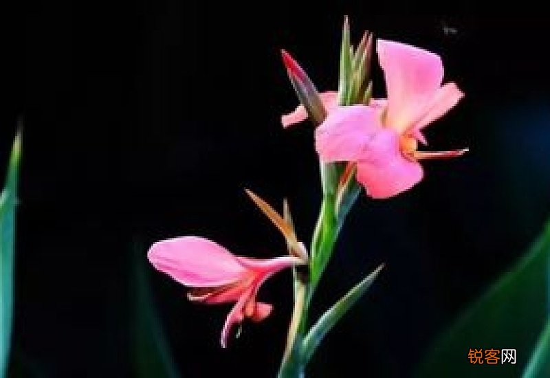 美人蕉花在什么季节开放