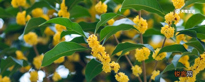中秋节赏桂花的寓意 中秋节赏桂花的寓意是什么