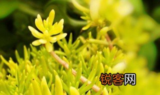 鹅黄嫩绿的意思 鹅黄嫩绿解释