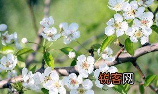 梨花的精神与品格 梨花的特征是什么