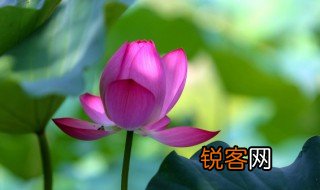 夏天是什么样的 关于夏天是什么样的介绍