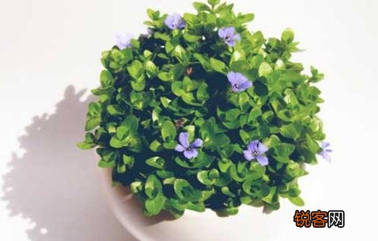 教你巧治盆栽花卉虫害的方法，教你巧治盆栽花卉虫害的方法有哪些