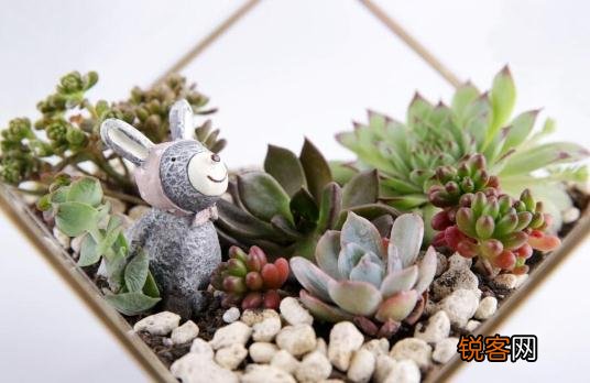 秋季怎么养多肉植物 秋季如何养多肉植物？