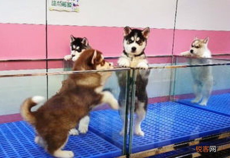 5月现在买狗狗币会亏本吗