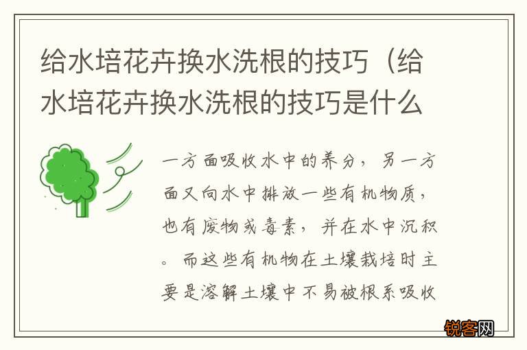 给水培花卉换水洗根的技巧是什么 给水培花卉换水洗根的技巧