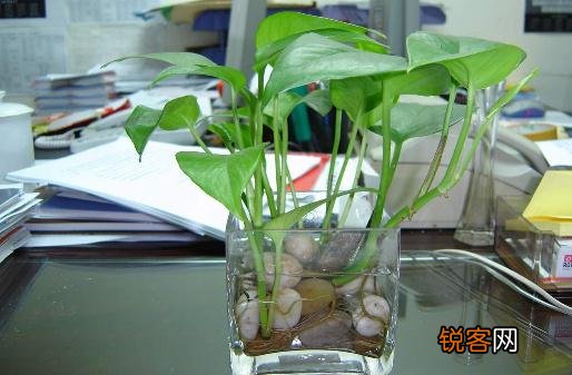 给水培花卉换水洗根的技巧是什么 给水培花卉换水洗根的技巧