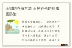 玉树的养殖方法 玉树养殖的病虫害防治