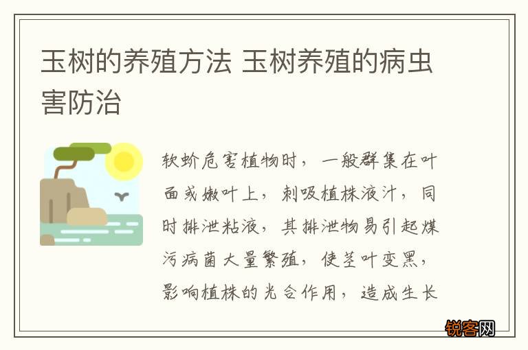 玉树的养殖方法 玉树养殖的病虫害防治