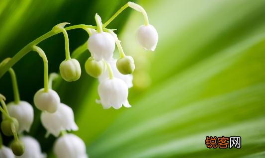 茉莉怎么养才能够鲜亮健康的花 茉莉怎么养才能够鲜亮健康？