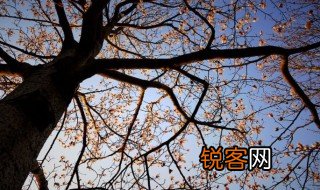 树的度是什么意思 树的度是什么