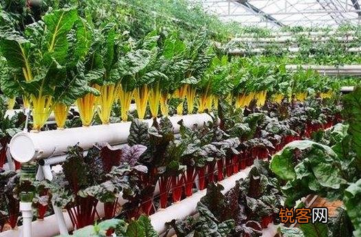 在阳台栽蔬菜的方法要点，阳台种植蔬菜的方法
