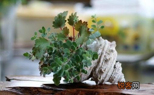 盆栽植物什么时候浇水最科学 盘点各类盆栽浇水时间