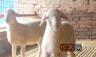 小公羊的俗称是什么 小公羊叫什么