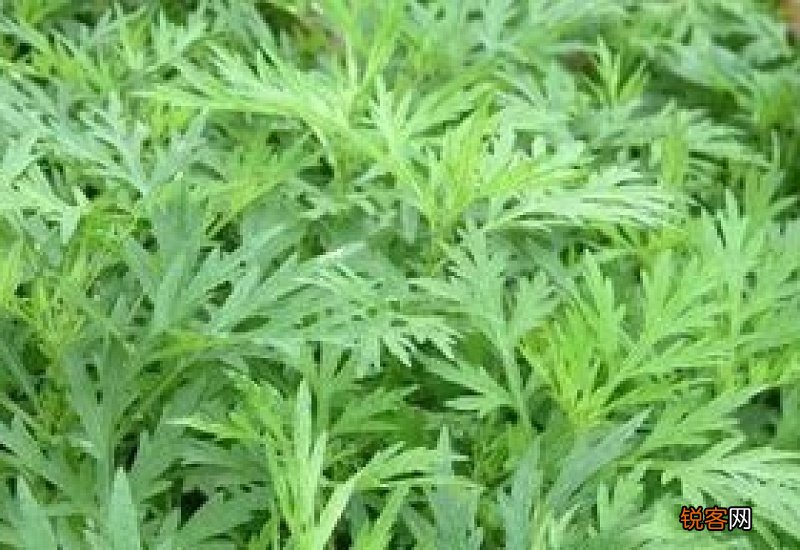 紫苏艾草生姜泡澡的功效与作用 紫苏泡澡能天天泡吗