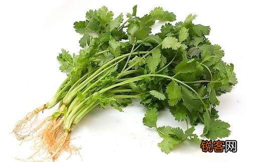 香菜如何种植？香菜的种植方法