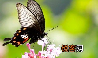 你若盛开蝴蝶自来下一句是什么 你若盛开蝴蝶自来下一句