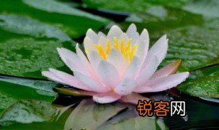 爱莲说里面这几个之的意思是什么 爱莲说里面这几个之的意思