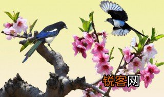 喜鹊枝头叫出门晴天报这句谚语说明什么 喜鹊枝头叫出门晴天报这句谚语的意思