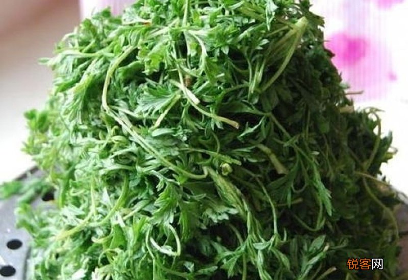 茵陈能蒸着吃吗 茵陈蒸着吃有副作用吗