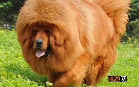 高加索犬是什么品种？高加索犬怎么养？