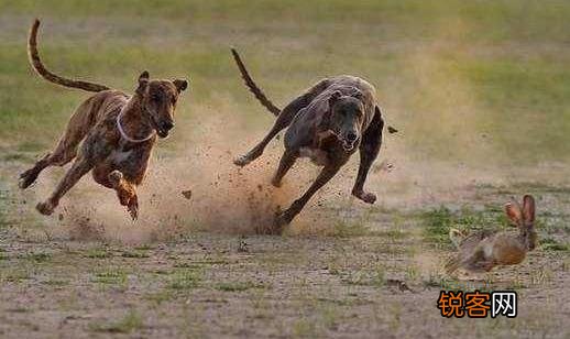 格力犬多少钱能买到？格力犬如何喂养？