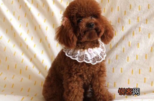 贵宾犬性格温和吗？贵宾犬怎么养？