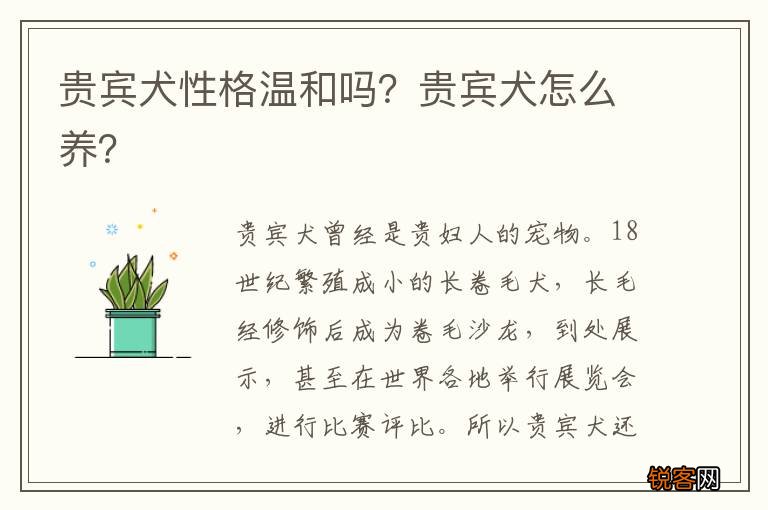 贵宾犬性格温和吗？贵宾犬怎么养？