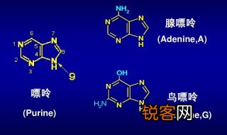 核酸的功能是什么 核酸的功能介绍