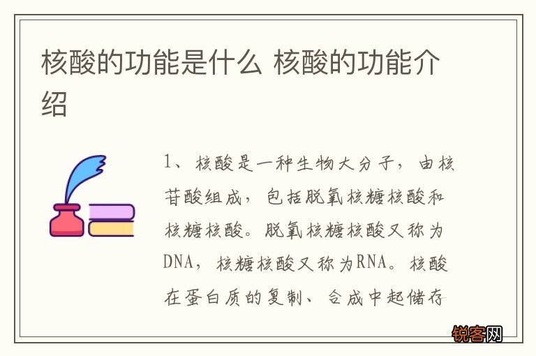 核酸的功能是什么 核酸的功能介绍