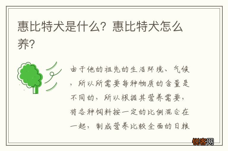 惠比特犬是什么？惠比特犬怎么养？