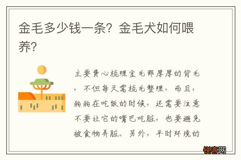 金毛多少钱一条?金毛犬如何喂养?