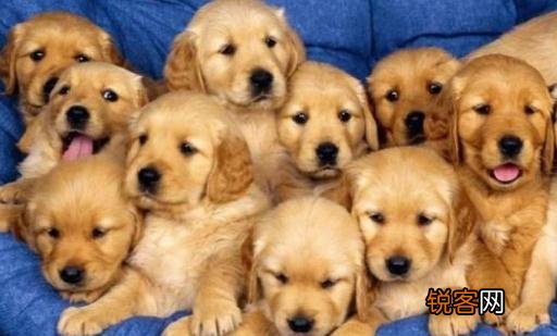 金毛多少钱一条?金毛犬如何喂养?