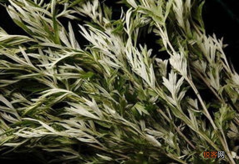 紫苏艾叶泡脚的功效 紫苏艾叶泡脚用多少