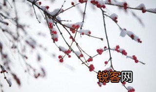 雪后燕瑶池人间第一枝的意思 雪后燕瑶池人间第一枝的出处
