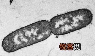 二分裂的具体过程是什么 二分裂的具体过程分享