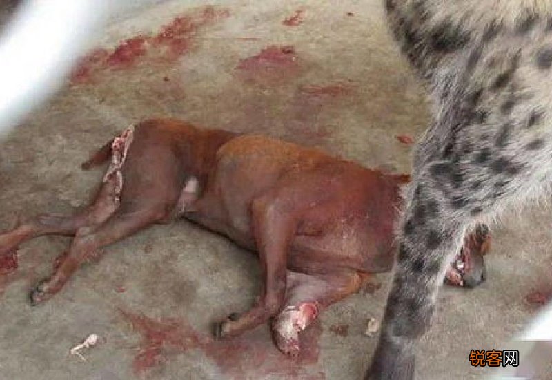 比特犬可以做搜救狗吗