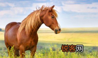一夫当关谁能闯动物指的是什么 一夫当关谁能闯动物是什么