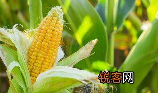 玉米是单子叶还是双子叶 玉米是什么植物