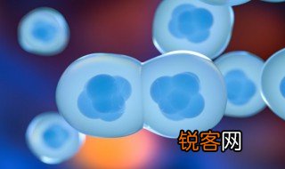 有丝分裂后期有几个染色体组的 有丝分裂后期染色体组数量