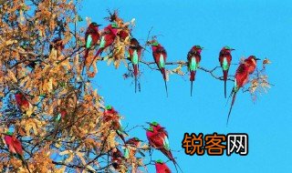 百鸟争鸣是什么季节 百鸟争鸣一般是什么季节