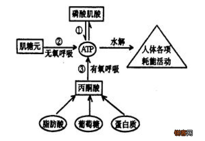 人体三大供能系统特点