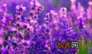 鸟语花香是描写什么季节 鸟语花香表达的是哪个季节